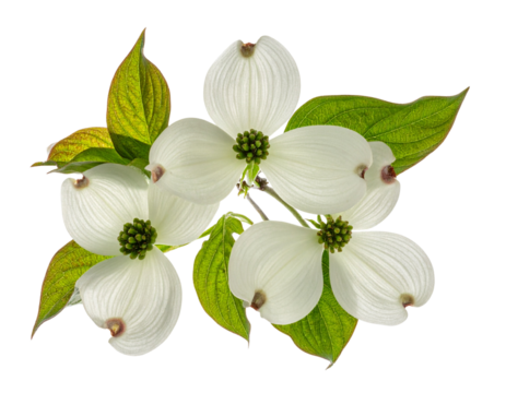 Ultra-detailed 8K PNG of a single dogwood twig featuring delicate four-petal white fl 212805