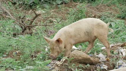 Scavenging Swine - A Journey into the Pig's World of Trash