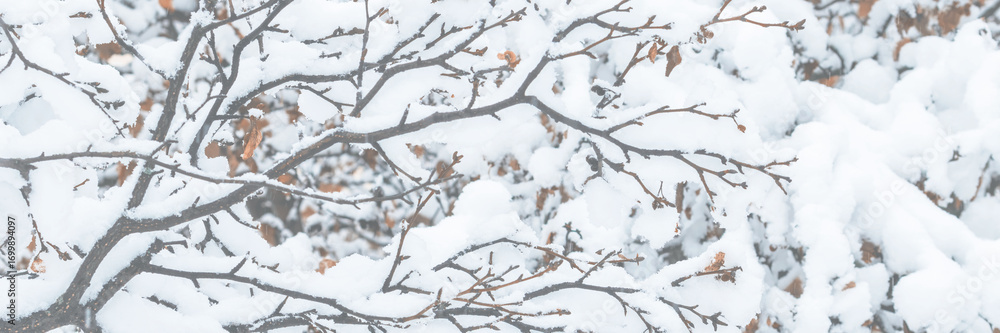 Sticker snow on the branches of trees and bushes after a snowfall. wide panoramic winter background with sno