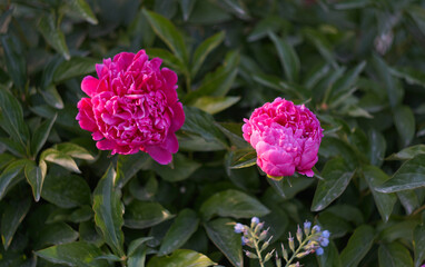 Many roses are blooming in a row.