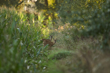 deer in the grass