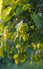 Mulberry leaves glitter in the sun