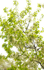 There are white flowers on the branches of the cherry tree.
