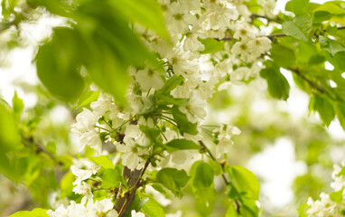 There are white flowers on the branches of the cherry tree.
