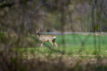 Deer hiding behind dry shrubs