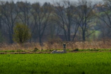 Deer lying on grass with blurred trees in background