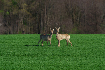 Two deer standing on green grass with forest in background