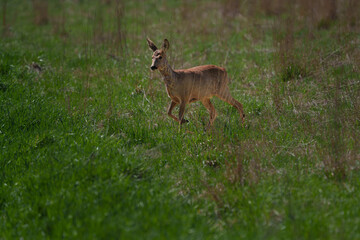Young deer stepping onto a country road