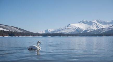 Fototapeta premium swan on the lake