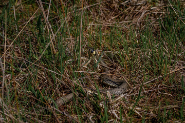 grass snake hidden in tall grass with raised head