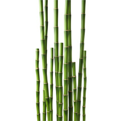 Fototapeta premium A vertical arrangement of tall, green bamboo stalks isolated on a transparent background