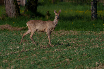 Deer in grass with trees in background