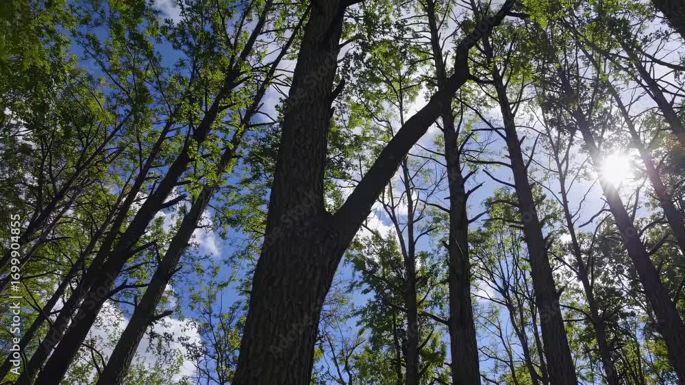 Poster low-angle view of tall trees with sunlight filtering through leaves, creating a serene and natural a