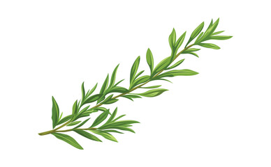 Green Rosemary Sprig Illustration on Black Background