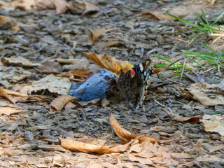 Red Admiral Butterfly on Forest Ground