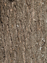 Detailed Close-up of Natural Tree Bark