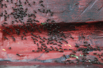 A group of ants swarming on a maroon wall