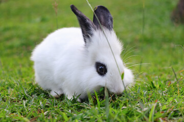 A white rabbit is eating grass, its eyes are looking at the camera with a background of green grass