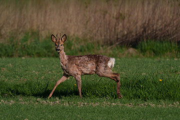 Deer in warm sunlight on grassy field