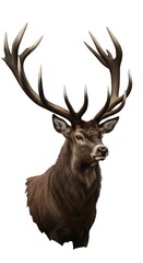 Detailed illustration of a stag's head, showcasing intricate antler and fur details, presented against a plain white backdrop.