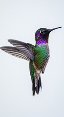 A vibrant hummingbird in flight, showcasing its intricate plumage and graceful wings against a plain backdrop.