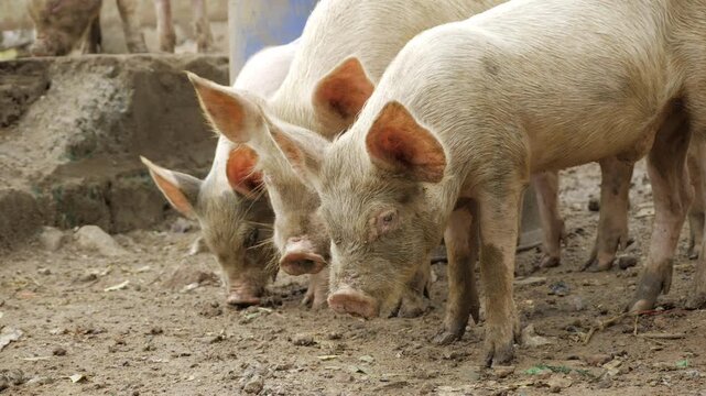 Observing the Familiar - A Close-up Look at the Pig in Its Habitat