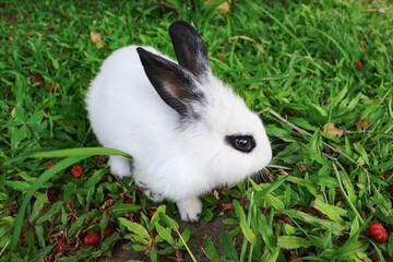 A white rabbit with its eyes staring at the camera is sitting on green grassy ground, surrounded by...