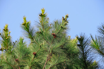 Several pine cones on the treetops are illuminated by the morning sun, with a whitish blue sky in the background