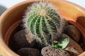 A mini thorny cactus in a brown plastic pot, photographed from a high angle, it appears that there are several small stones surrounding the cactus