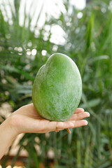 Fresh Green Mango in Hand Against Tropical Garden Background