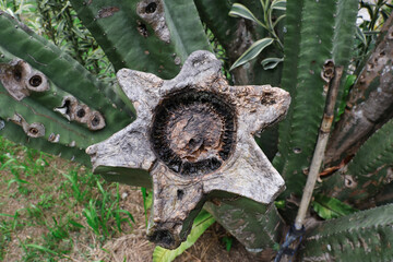 A large cactus tree branch that was cut, causing the cut to dry out and rot, the tissue inside the tree trunk appears black due to rot