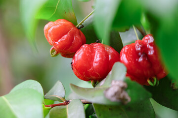 Close-up photo of three ripe, red Suriname cherries, with three black ants visible on the fruit
