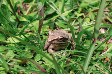 A brown frog turns its head to the left of the photo perched on green grass, photographed from a high angle