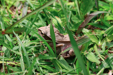 A brown frog among green grass, photographed from the side, with its head turned to the right and facing away from the camera