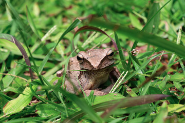 Front view photo of a brown frog resting among green grass