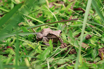 A brown frog is sitting on the green grass with its head facing forward