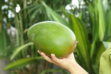 Fresh Green Mango in Hand with Tropical Palm Leaves Background
