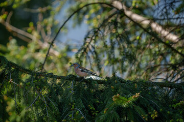Chaffinch hiding among conifer branches with soft blur