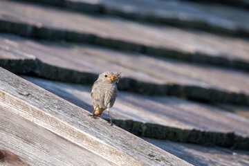 black redstart small mountain passerine bird