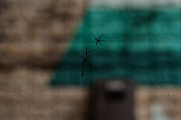 spider on the ground