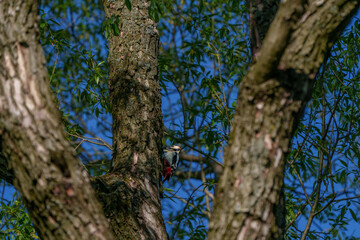 Great spotted woodpecker pecking on thick tree branch