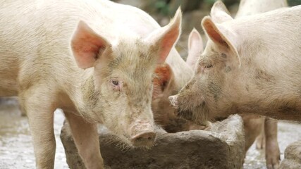 Fierce Pig Battling for Dominance
