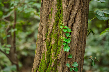 green moss on tree