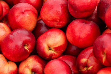 Fresh Red Nectarines from Shaanxi China Orchard - Ripe Stone Fruit Background