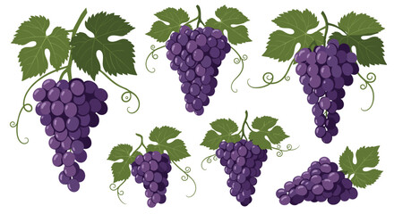Seven ripe bunches of dark purple grapes with green leaves and swirling vines