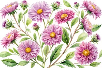 Fototapeta premium Watercolor Illustration of Pink Aster Flowers with Green Leaves on White Background