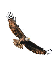 Bald eagle soars gracefully isolated on transparent background, wings spread wide open