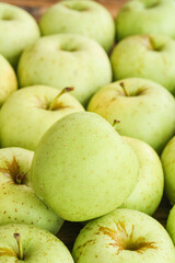 Fresh Green Apples from Shandong China - Organic Fruit Harvest