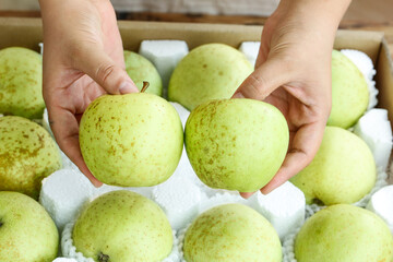 Fresh Green Apples Harvest Shandong Province China Agricultural Fruit Picking Quality Selection