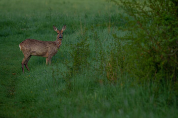 Young deer stepping onto a country road